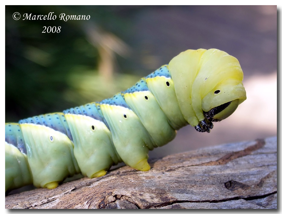 Bruco di Acherontia atropos vs Lacerta bilineata